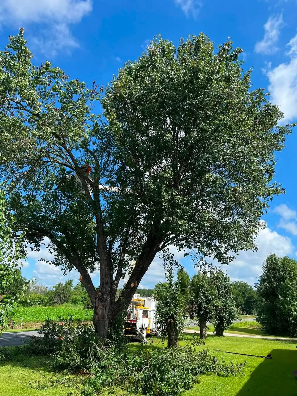 Property following tree work in Orrum