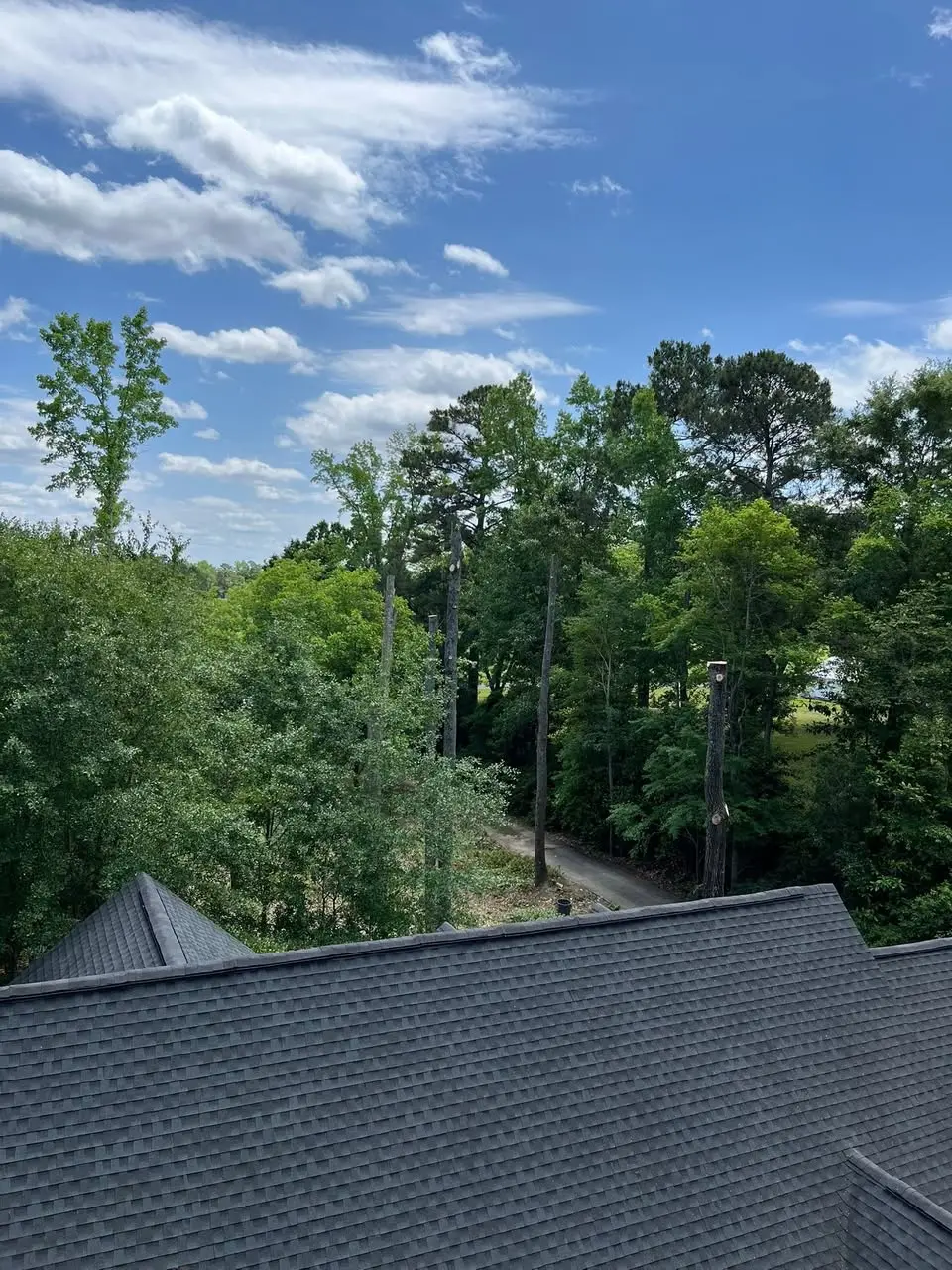 Tree removal work viewed from the property