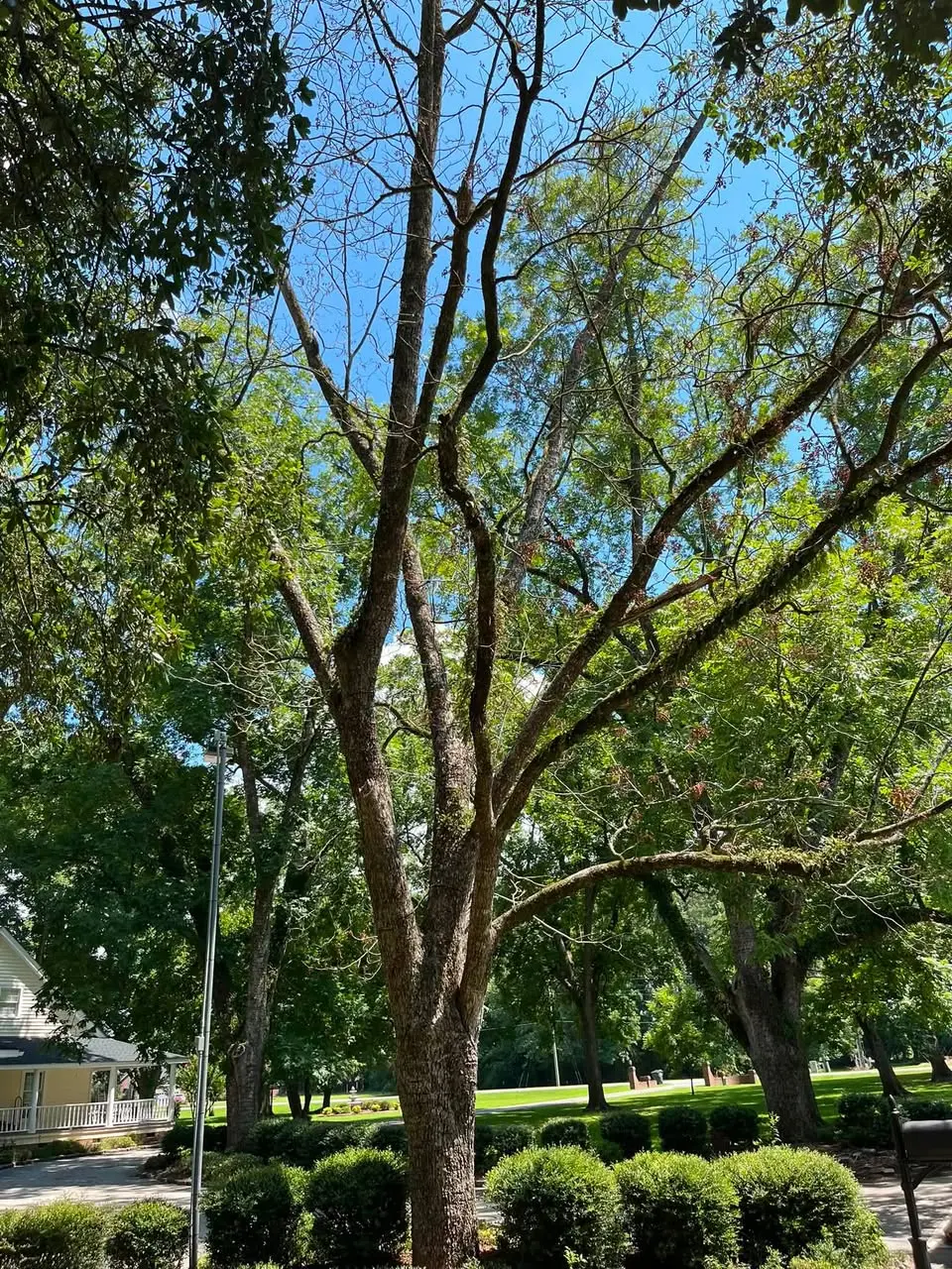 Tree removal project in Chadbourn, North Carolina